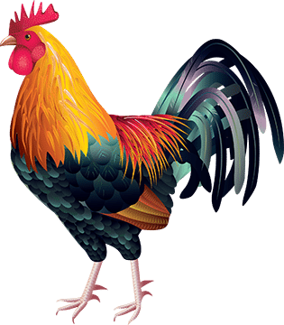 Colorful rooster illustration
